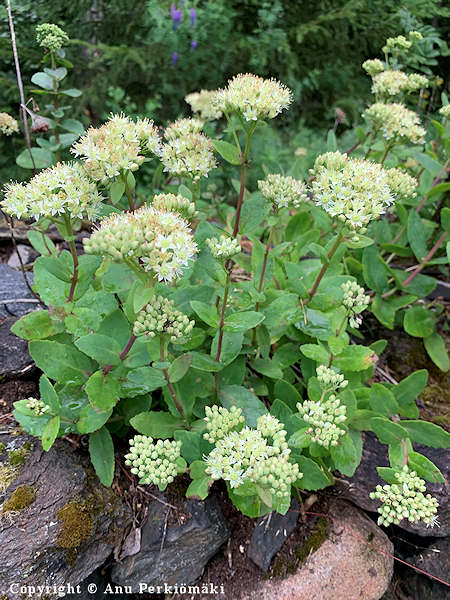 Sedum telephium ssp. maximum, lännenisomaksaruoho